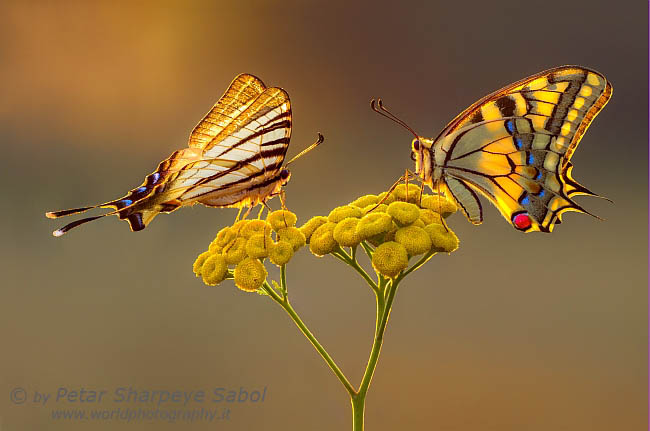 Swallowtail beauty contest